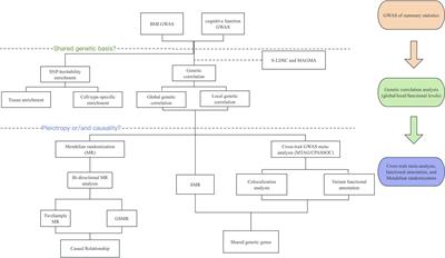 Investigating causality and shared genetic architecture between body mass index and cognitive function: a genome-wide cross-trait analysis and bi-directional Mendelian randomization study